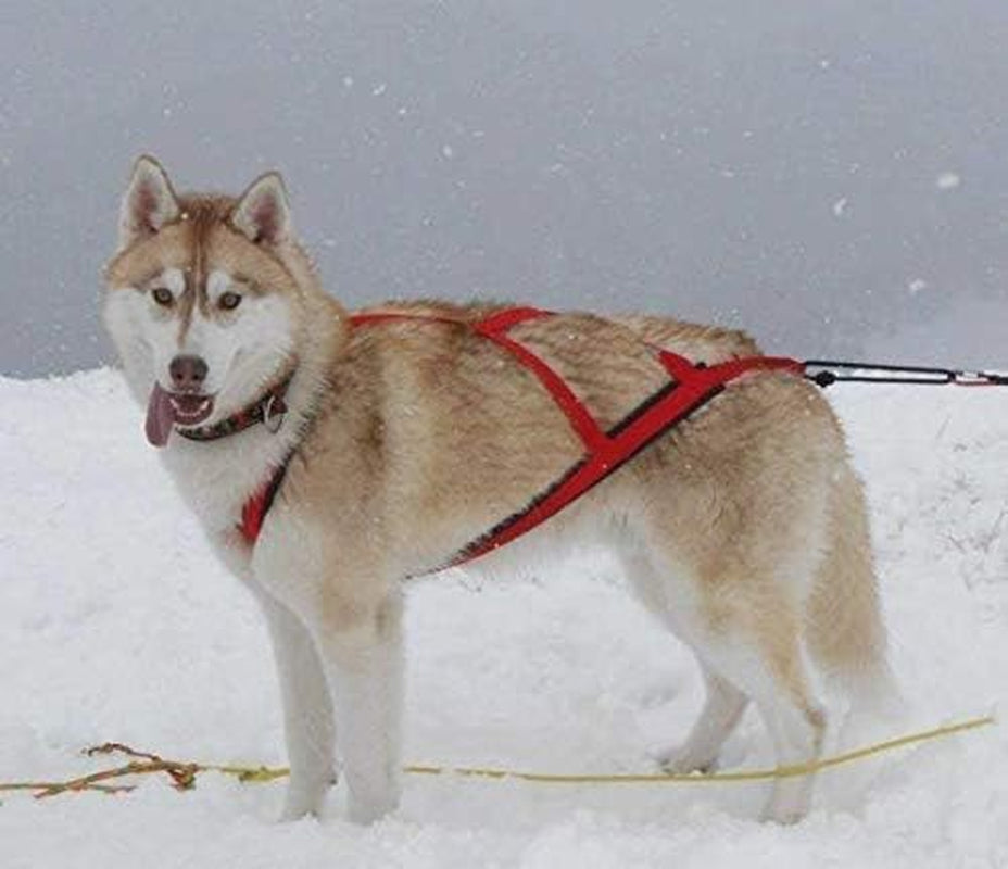 Pro Sled Dog Harness (Pink, Xx-Large (Neck 21 Chest 36 Back 25))