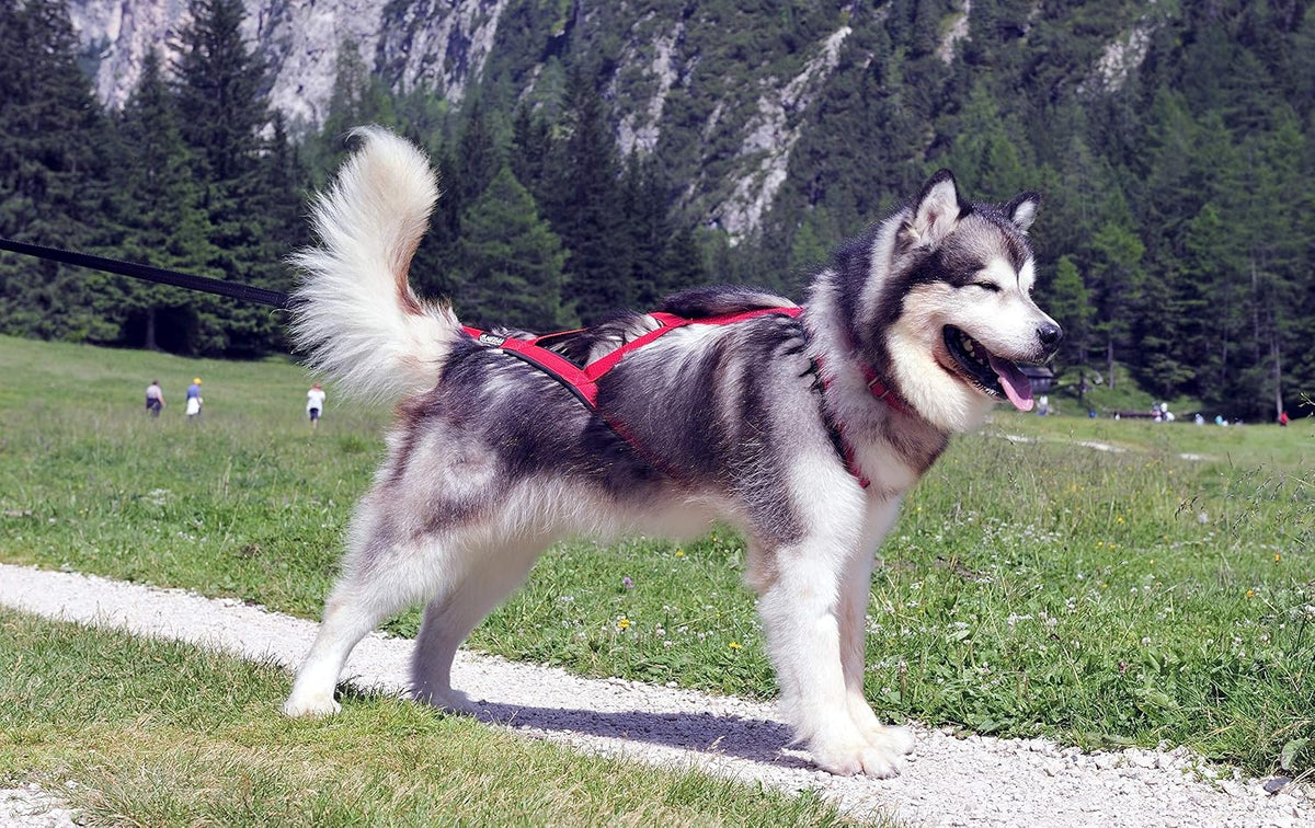 Pro Sled Dog Harness (Pink, Xx-Large (Neck 21 Chest 36 Back 25))