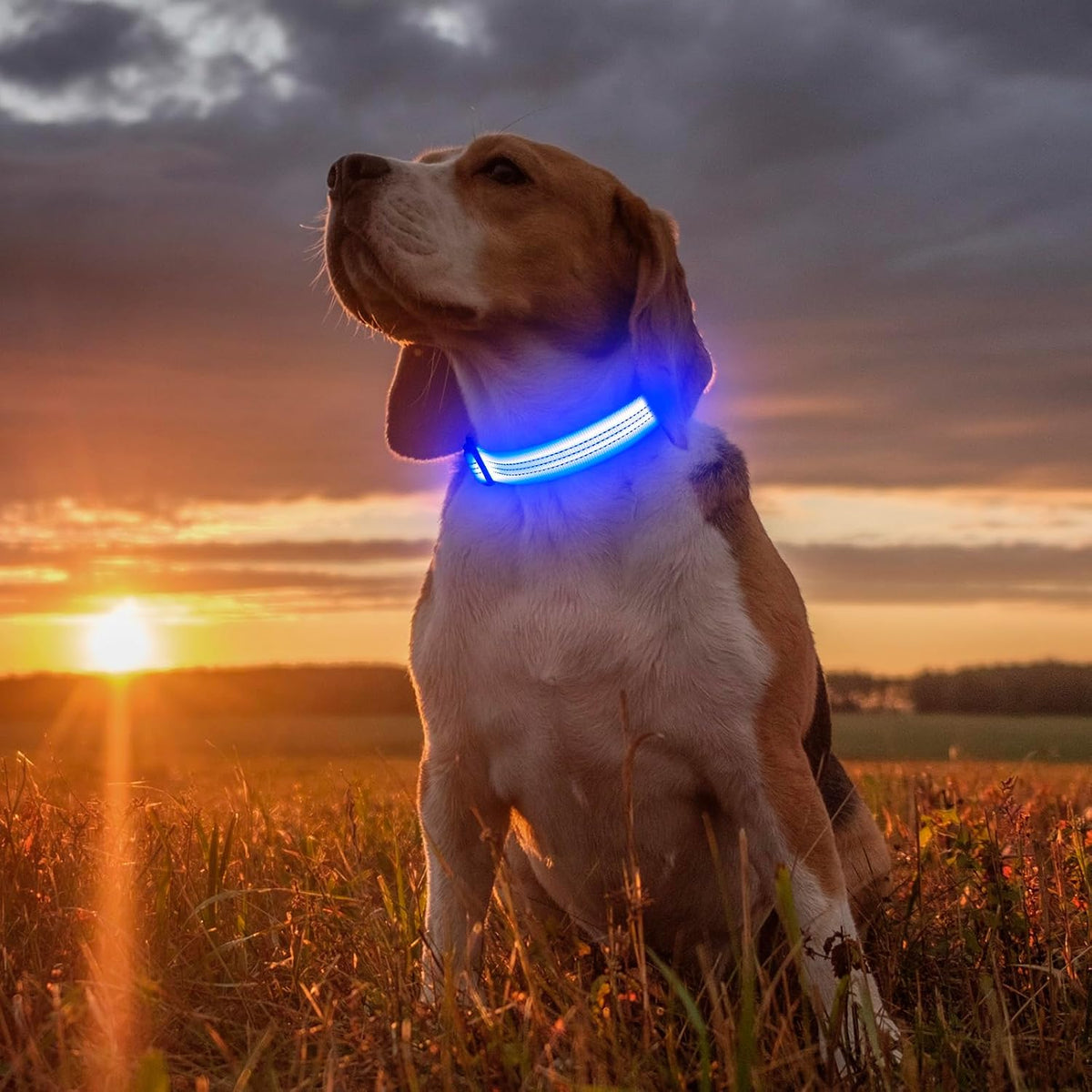 Illuminate Your Walks: USB Rechargeable LED Dog Collar - Glow in the Dark Safety Collar for Medium Pets (BlueⅢ)
